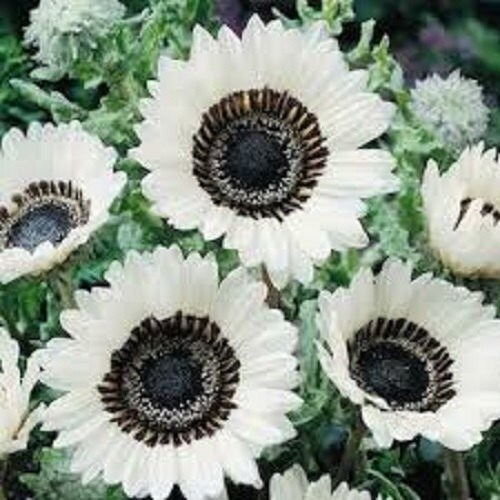 Venidium White Seeds (10 seeds)--