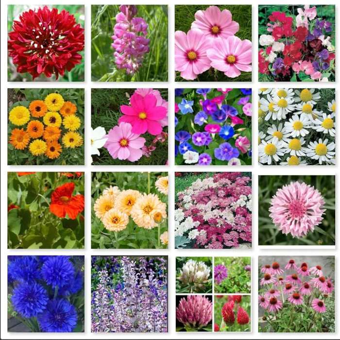 Wedding Flowers Seeds Pack (1Packs)