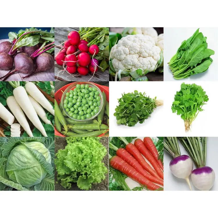 Winter Veggies Seeds Pack (1Pack)
