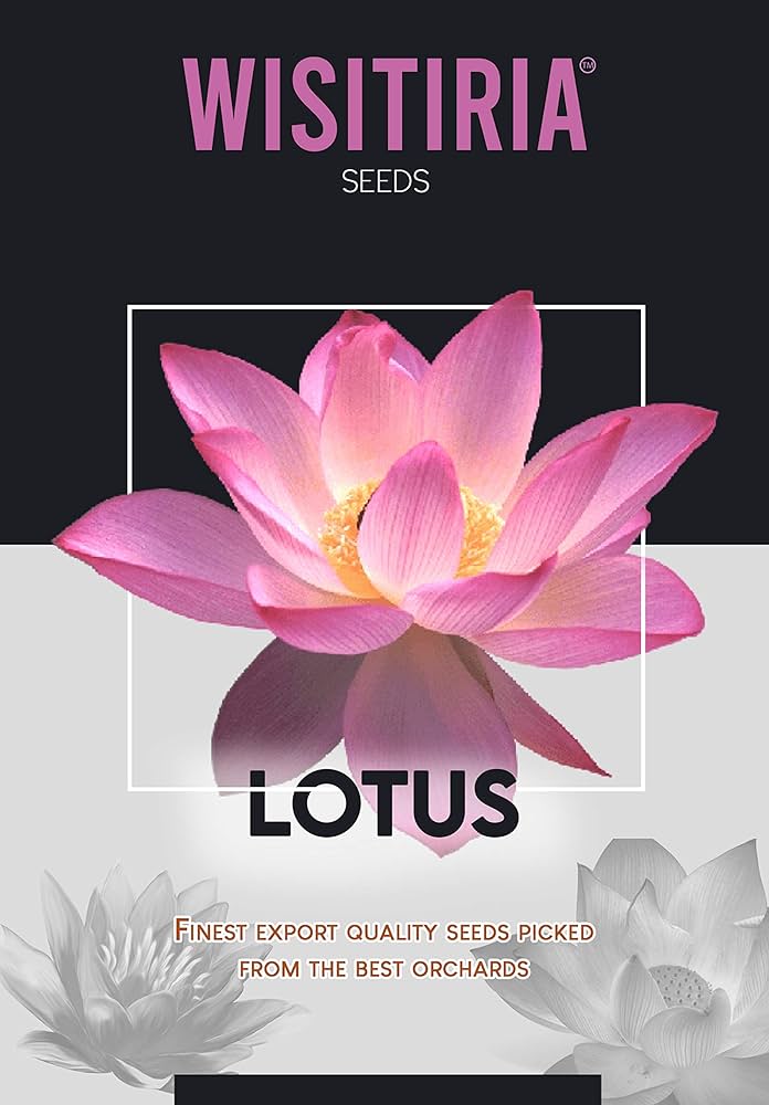 Wisitiria Lotus Seeds (30 seeds)