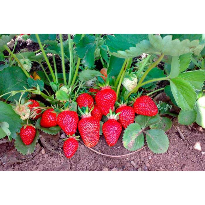 Wisitiria Strawberry Seeds (100 seeds)--1