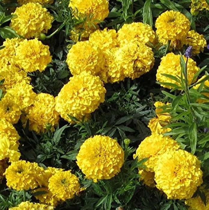 Yellow Marigold Seeds (10 seeds)--1