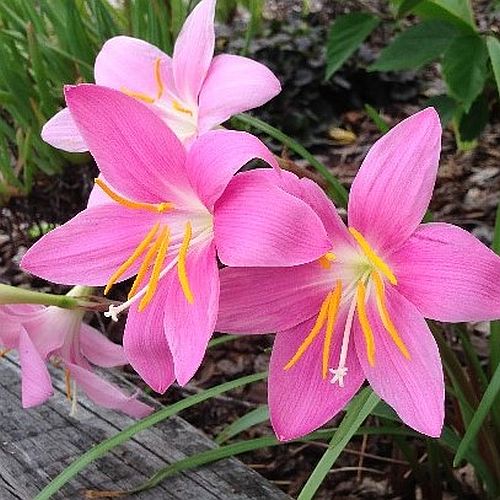 Zephyranthes Lily, Rain Lily (Pink) - Bulbs (set of 10)