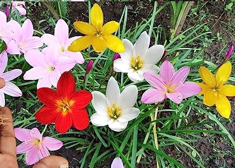 Zephyranthes Lily, Rain Lily (Random color) - Bulbs (set of 10)--1