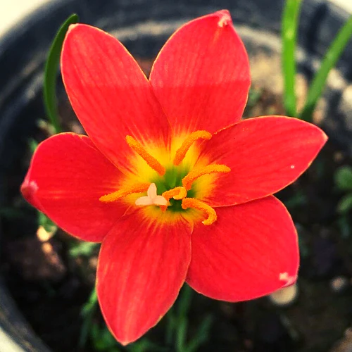 Zephyranthes Lily, Rain Lily (Red) - Bulbs (set of 10)