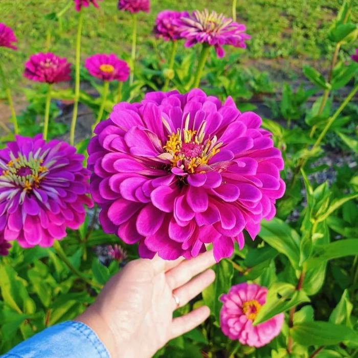 Zinnia Pink Seeds (6 seeds)-