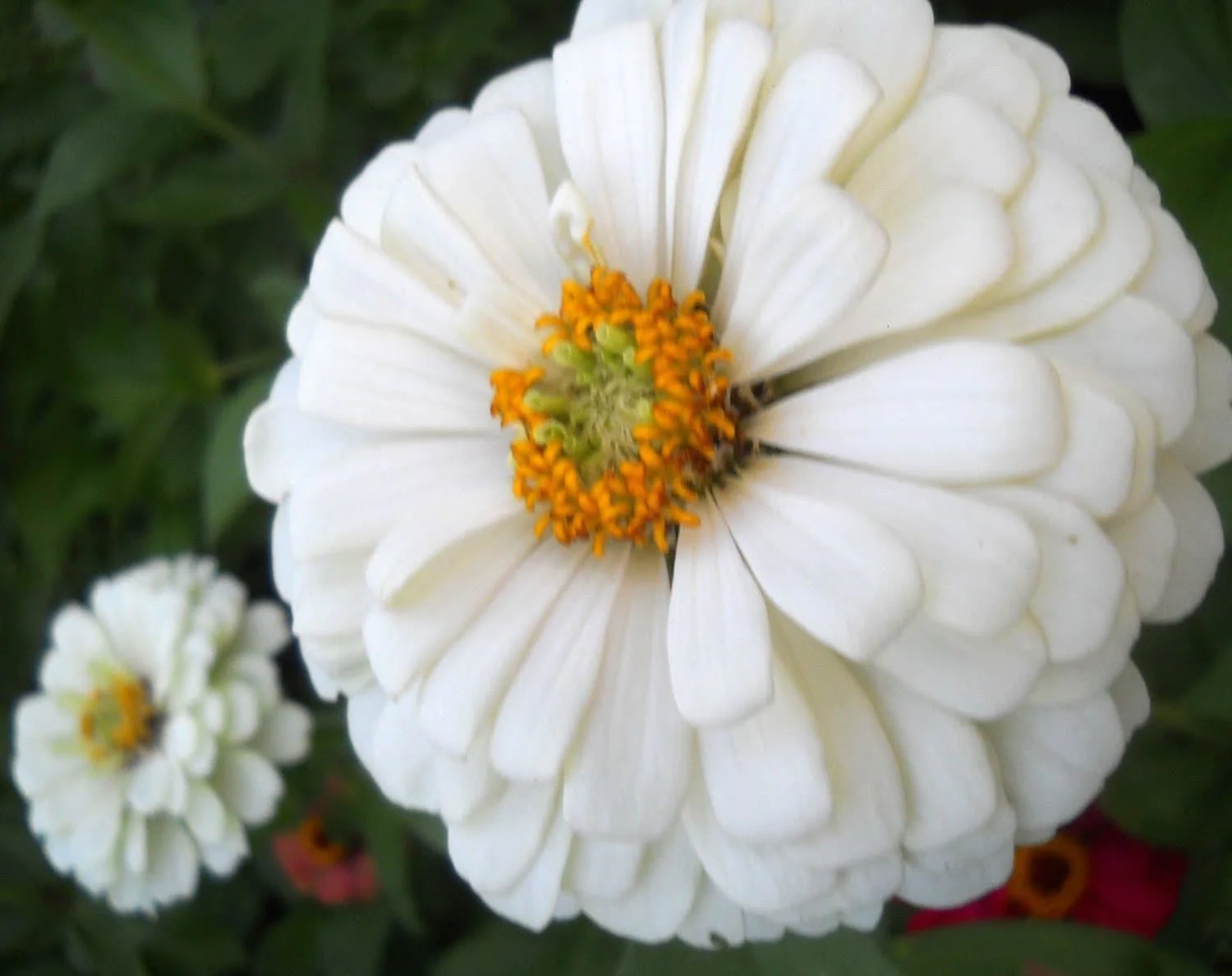 Zinnia White Seeds (6 seeds)-