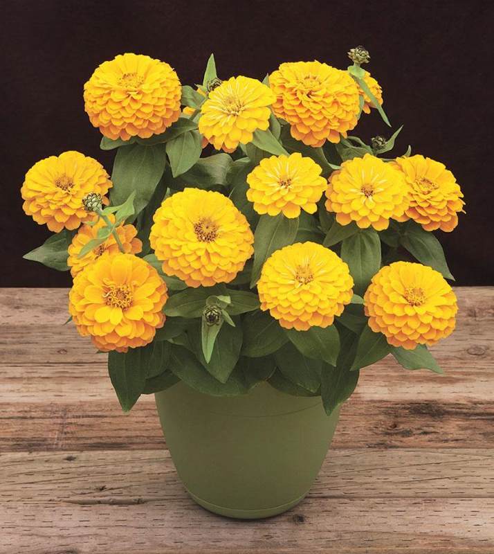 Zinnia Yellow Seeds (10 seeds)-