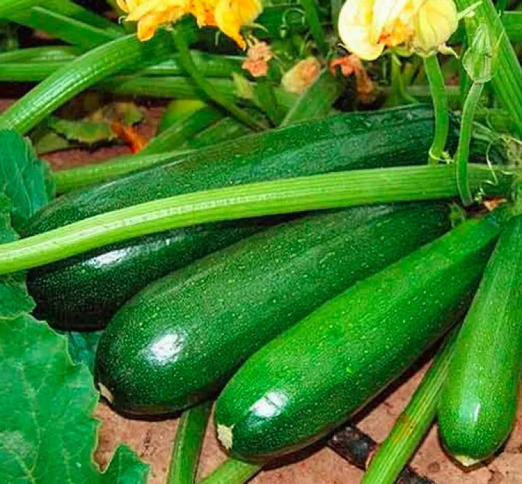 Zucchini Seeds (4 seeds)-