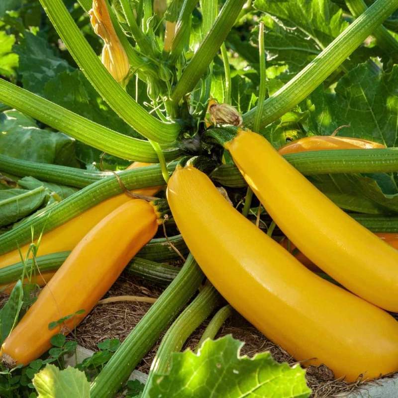 Zucchini Yellow Seeds (4 seeds)-