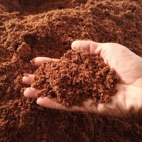 coco peat soil