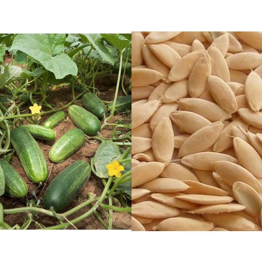 cucumber seeds