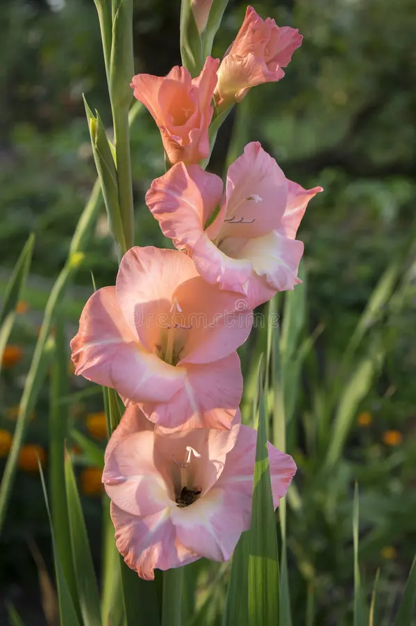 gladiGladiolus Summer Pearl (Peach Color)