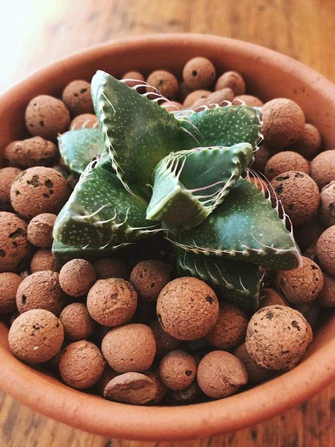leca clay balls2