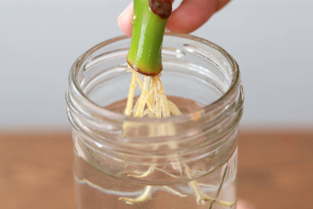 Cropped female hand holding a water propagation houseplant