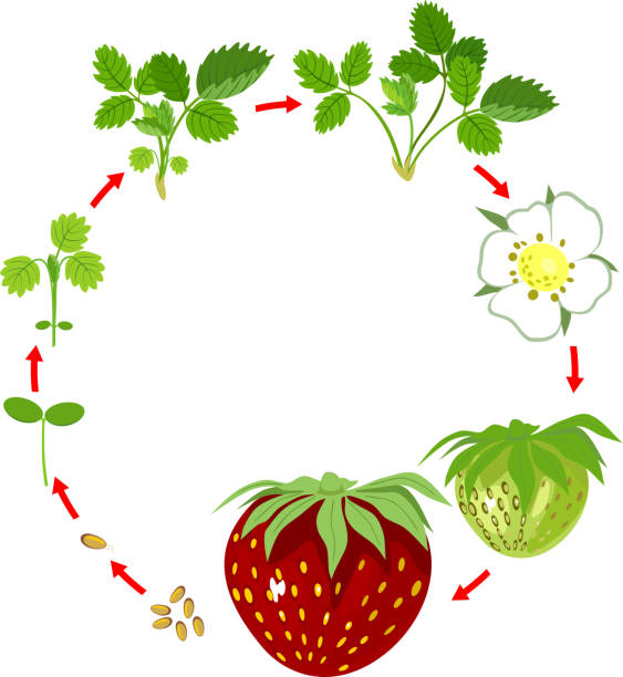 strawbery-8