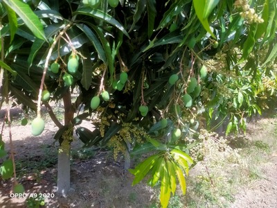 IMG-20220206-WA0010 (1) (1)